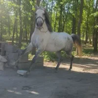 اسب اصیل کورد|اسب و تجهیزات اسبسواری|سقز, |دیوار