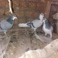 کبوتر بدرنگ یا دمگیر بشرط