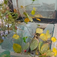 باربند پژو ۴۰۵ آردی روا و اکواریوم با لوازم و ماهی|ماهی|تبریز, |دیوار