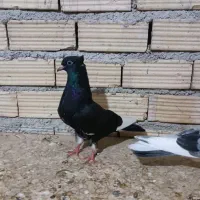 کبوتر|پرنده|بندر ماهشهر, |دیوار