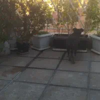 توله ژرمن ورک|سگ|تهران, استاد معین|دیوار