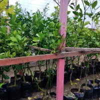 نهال مرکبات همه رقمی فقط دونه‌ای 150