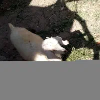 گوسفند کره فروشی