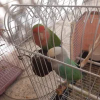 طوطی برزیلی