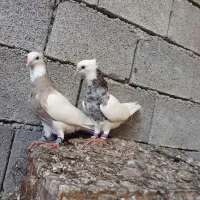 کبوتر طوقی|پرنده|وحدتیه, |دیوار