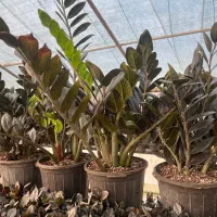 فروش گل فیکوس و زاموفیلیا