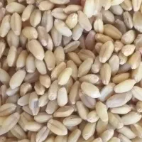 گندم کوهدشت بوجاری شده|لوازم جانبی حیوانات|انگوت, |دیوار