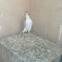 کبوتر طوقی کاغذی تهرانی دمگیر|پرنده|برخوار, |دیوار