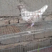 جغ جغ عتیقه