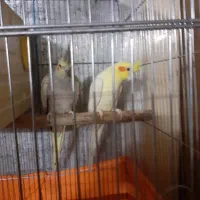 یکجفت طوطی لوتینویو|پرنده|محمدیه-قزوین, |دیوار