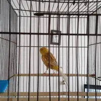 قناری مست شیش دانگ