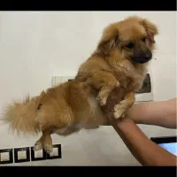 فروش سگ اشپیتز|سگ|تبریز, |دیوار