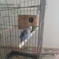 یک جفت طوطی برزیلی سخنگو