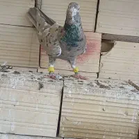 کرم هفرنگ لکی کلکسیونی نر