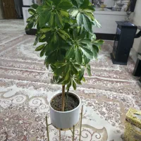 گل سالم