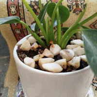 یک عدد گل زیبا و سالم کاملا طبیعی|گل و گیاه طبیعی|قم, نیروگاه|دیوار