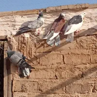 گرفتنی