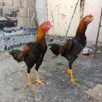 خروس لاری ..اول پایین بخون بد زنگ یا پیام بده