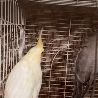 ۳عدد عروس هلندی بالغ|پرنده|آستارا, |دیوار