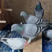 کبوتر پیدا شده