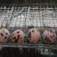 تخم بلدرچین خونگی خوراکی و نطفه دار|حیوانات مزرعه|نجف‌آباد, شهدای غربی|دیوار