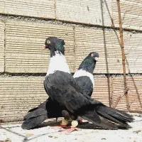 نرو ماده نواری سیاه خطی