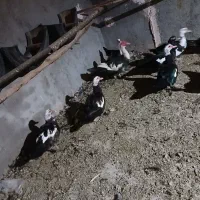 اردک اسرائیلی|حیوانات مزرعه|قم, نخودی|دیوار