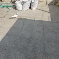 کود کفتر
