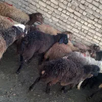 باسلام ده عددبره نر ،چاق|حیوانات مزرعه|صحنه, |دیوار