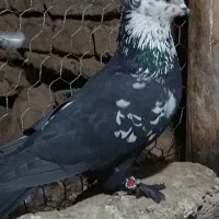 دوتا نر کله برنجی|پرنده|کیار, |دیوار