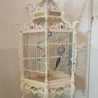 عروس هلندی خوش صدا صدا هرچیزی رودرمیاره