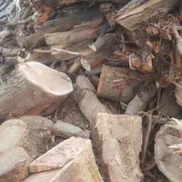 بریدن درخت نخل(مزاحم ) اره بنزینی و قطعه کردن چوب|خدمات باغبانی و درختکاری|بم, |دیوار