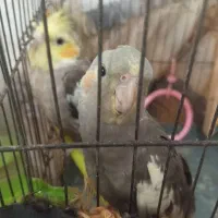 یه جفت عروس هلندی 6 ماهه با لوازم