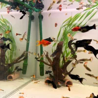 فروش  دسته ماهی خانگی