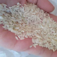 برنج محلی  روستای خانمین