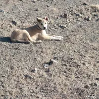 توله سگ پژدر گمشده|سگ|بیلوار, |دیوار