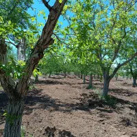 باغ-گردو