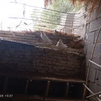 کفتر|پرنده|کویرات, |دیوار