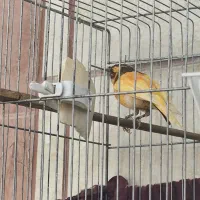 فروش پرنده خونگی