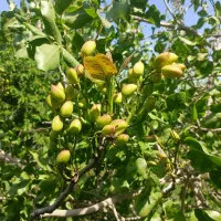 فروش زمین کشاورزی