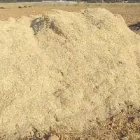 کاه لوبیا چیتی