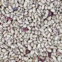لوبیا چیتی وحبوبات ارزان بخر
