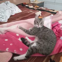 گربه ماده ۱۰ ماهه باهوش