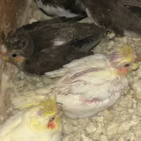 ۵عدد عروس ۳تانر قهوه ای و۲عددزرد ماده چشم شرابی