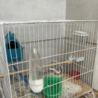 فنچ نر|پرنده|مشهد, پروین اعتصامی|دیوار