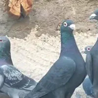 فروشی یه دسته پلاکی نر کبوتر کفتر|پرنده|داراب, |دیوار