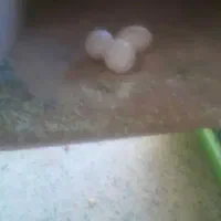 عروس هلندی نر و ماده ۳ تا تخم با قفس