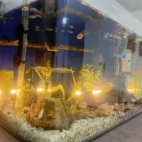 آکواریوم|ماهی|هشتگرد, شهرک گلها|دیوار