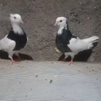 طوقی