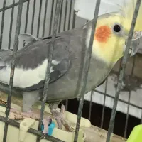 طوطی|پرنده|خرمشهر, |دیوار